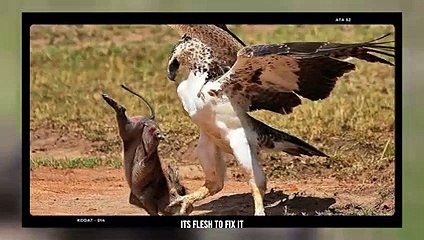The Eagle Tears The Heron And Eat Him Alive