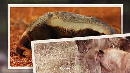Lion Exhibit Brutal Force To Kill The Honey Badger