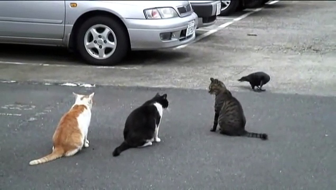3 chats VS un corbeau