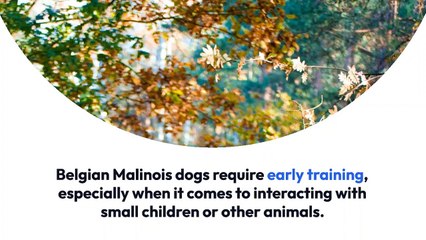 Not Known Factual Statements About peltola plane crash alaska