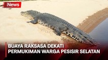 Penampakan Buaya Raksasa yang Dekati Permukiman Warga di Pesisir Selatan