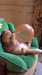 Wait for the End!  #funnycat #catvideos