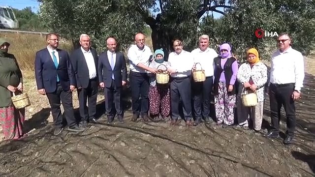 Yılın İlk Zeytin Hasadı ve Zeytinyağı Üretimi Ayvalık'ta Yapıldı