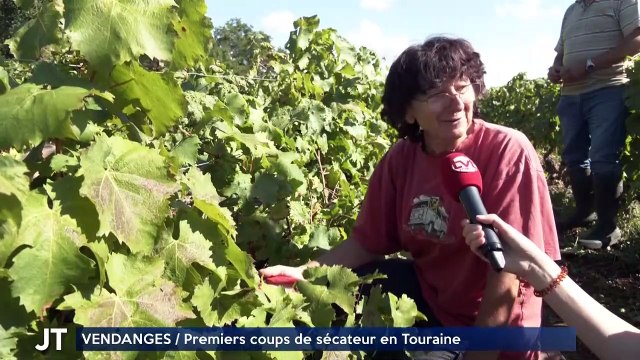 VENDANGES / Premiers coups de sécateur en Touraine