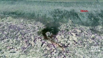 Burdur Gölü’nün kıyısı mora büründü