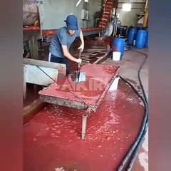 Konya'da salça üretim fabrikasında mide bulandıran görüntüler!