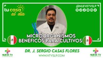 Microorganismos benéficos para cultivos