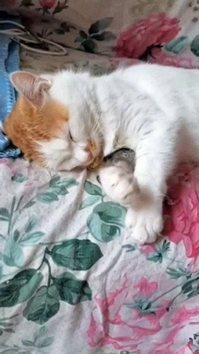 CUTE CAT KITTEN VIDEO 11