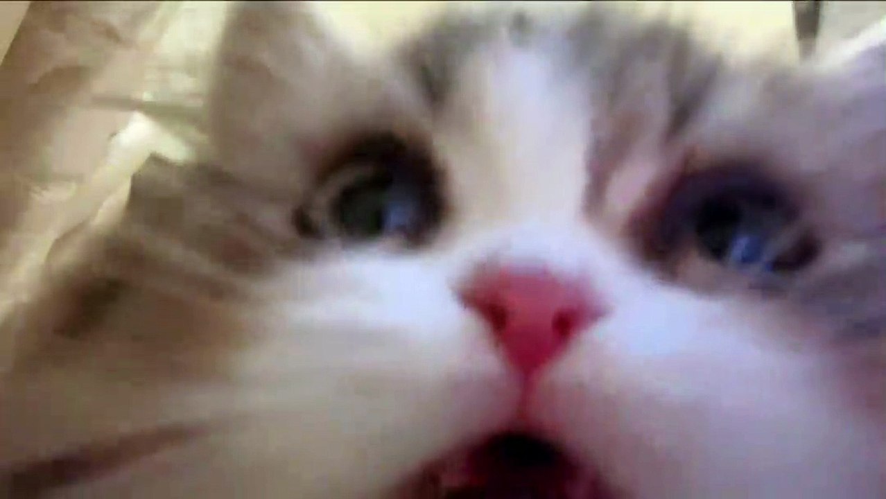 CUTE CAT KITTEN VIDEO 12