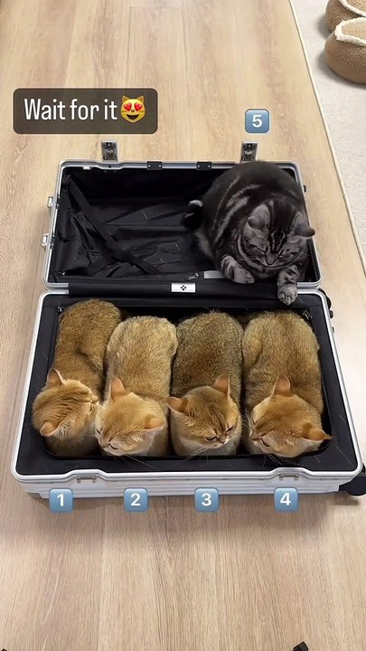 CUTE CAT KITTEN VIDEO 14