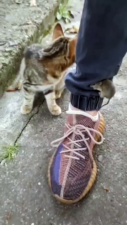CUTE CAT KITTEN VIDEO FUNNY COMPILATION 1