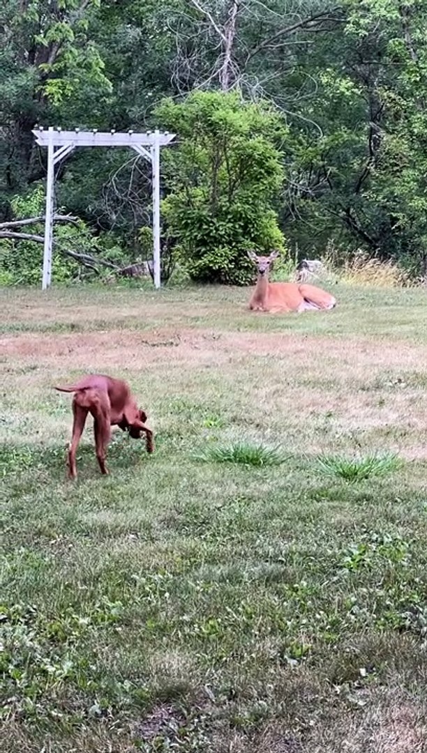 ⁣Dog Meets Deer