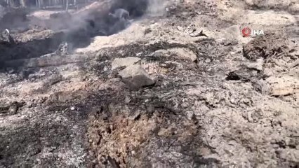 Yangında kurtarılan kırmızı orman karıncaları biyolojik mücadelede kullanılıyor