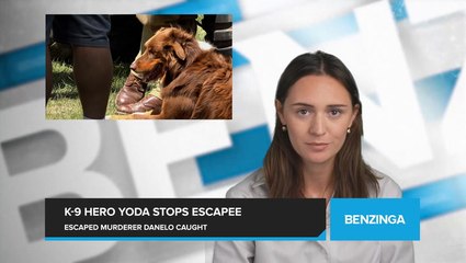 K-9 Captures, Subdues Escaped Murderer Caught Crawling in Wooded Area