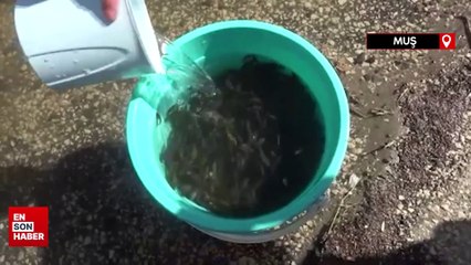 Muş’ta göl ve göletlere 3 milyon 500 bin yavru sazan bırakıldı