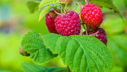 How to Plant and Grow Raspberries