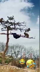 The end shorts viral funny fails humor