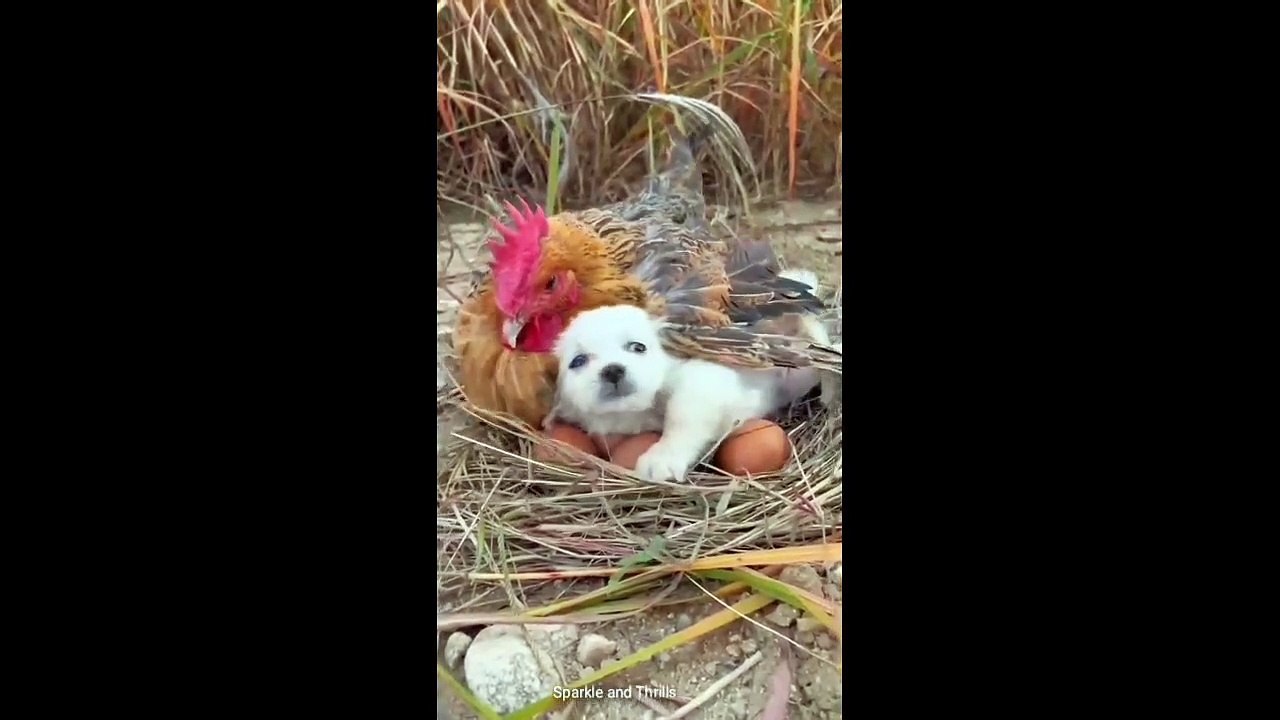 Pets Showcasing Talented Fur-babies