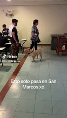 Catedrática ingresó a salón de clases con su perro
