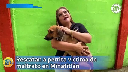 Rescatan a perrita víctima de maltrato en Minatitlán