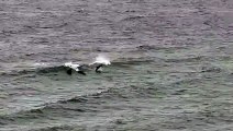 Dolphin Pod Plays in the Waves