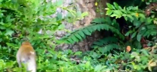 The battle for rank in the herd of male monkeys during the breeding season