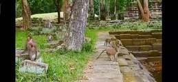 The common area of ponds and lakes is also a place where baby monkeys are often bullied.