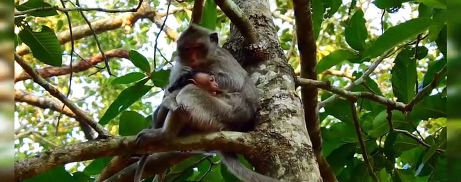 Poor baby monkeys, not loved by their mother