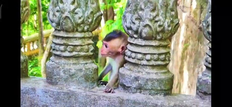 ( Tổng hợp) Những chú khỉ con không được khỉ mẹ ''che chở & bảo vệ. Monkeys A12