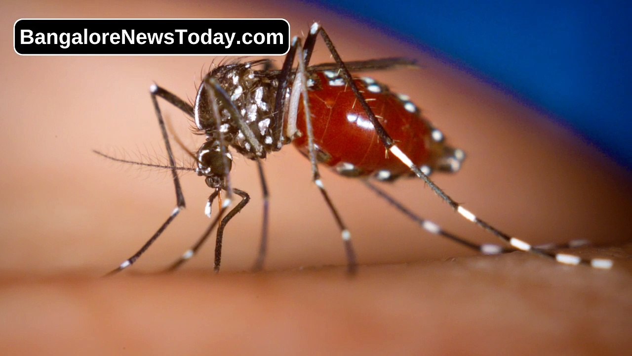 Dengue cases in Bangalore spike among kids, doctors says HD 1080p_MEDIUM_FR30