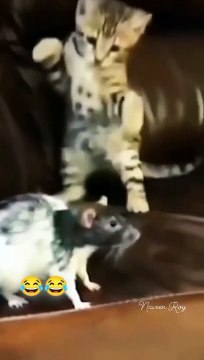 Episode 22: Chat mignon #funny #video #betisier #tiktok #comedy #memes #2023 #jolie #videos