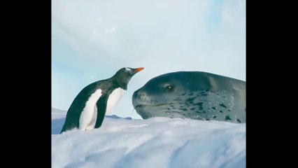 Penguins Attacked by Seals (Pinguin diserang Anjing Laut)