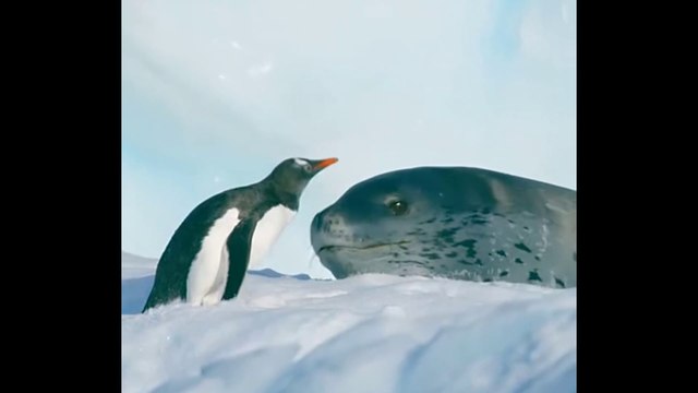 Penguins Attacked by Seals (Pinguin diserang Anjing Laut)