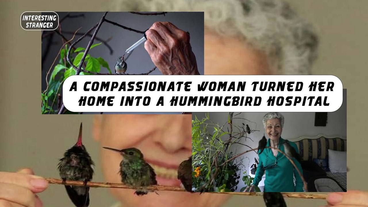 A compassionate woman turned her home into a hummingbird hospital