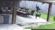 Man Falls After Dog Jumps on His Back While Playfully Running Around