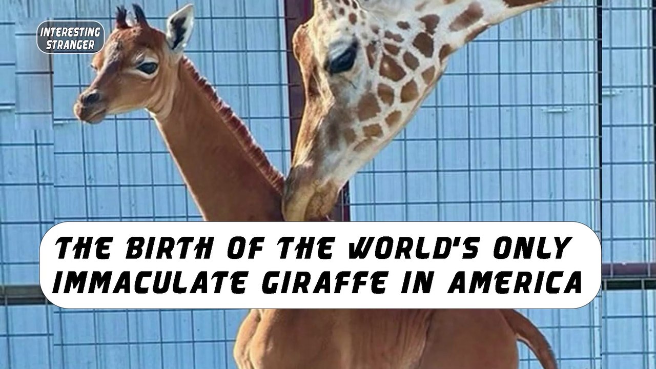 The birth of the world's only immaculate giraffe in America