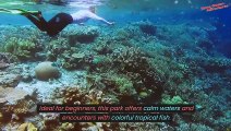 Exploring the Underwater Wonders Snorkeling Adventures in Kailua-Kona