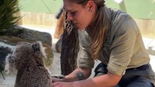 Symbio's koalas go viral | September 15, 2023 | Illawarra Mercury