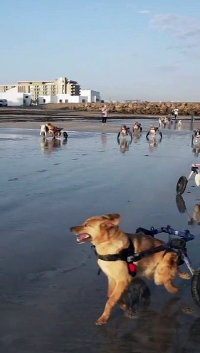 "Una nueva oportunidad de vida": Perros en sillas de ruedas conmueven al disfrutar de la playa