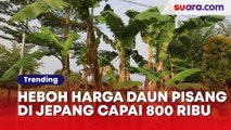Harga Daun Pisang di Jepang Capai Rp 800 Ribu, Warganet Geger Pengin Ekspor