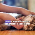 10 razones por la que los gatos duermen con nosotros 