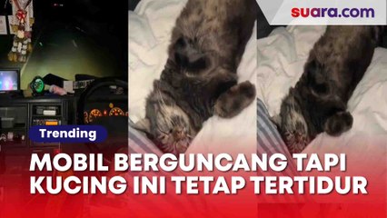 Mobil Berguncang Keras, Sosok Berbulu Ini Justru Terekam Kamera sedang Tertidur Pulas