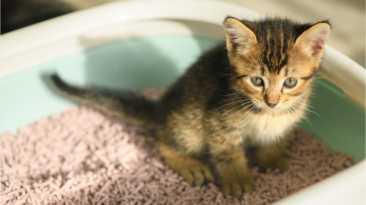 Katzenstreu entsorgen: so funktioniert es