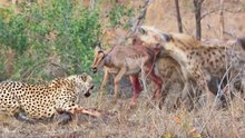 Cheetahs and Hyenas Eat Impala While it Tries Escaping