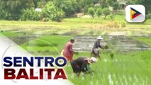 SINAG, ‘di sang-ayon sa ulat ng USDA na posibleng maging top rice importer ang Pilipinas sa buong mundo