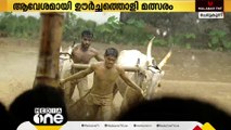 കാളയോടും.. പിന്നാലെ അവരും ഓടട്ടെ; മലപ്പുറത്ത് ആവേശമായി ഊർച്ചത്തൊളി മത്സരം