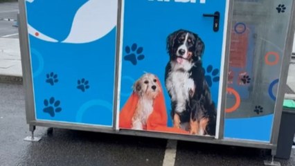 Owner takes the dog to a mobile dog washing unit for a fun grooming session