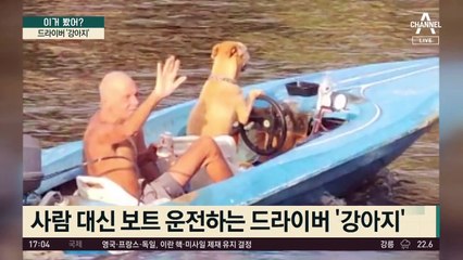 ‘드라이버’ 강아지