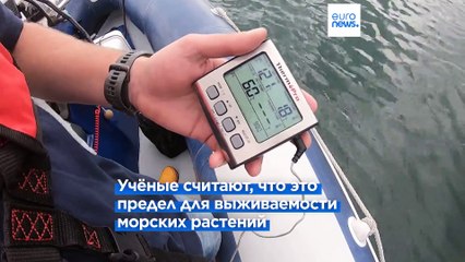 Повышение температур грозит вымиранием морских растений Северной Атлантики