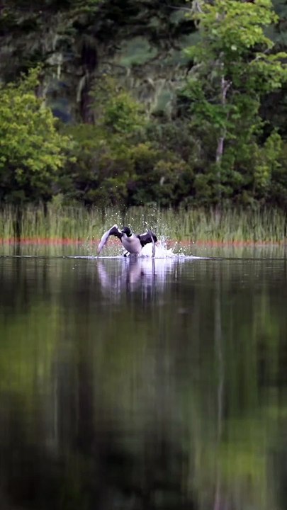 Loon Aborts Take Off